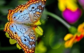 Красивая разноцветная бабочка на цветке