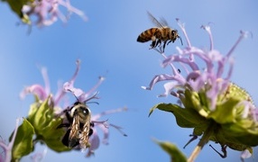 Пчелы кружат над синими цветами