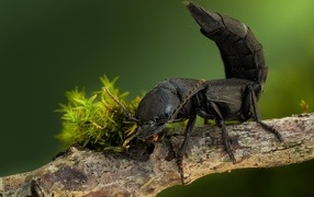 Black devil's carriage beetle on a branch