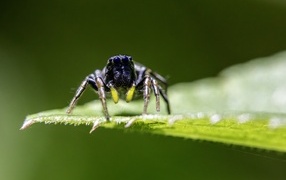 Черный паук на зеленом листе крупным планом