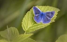 Голубая бабочка сидит на зеленом листе