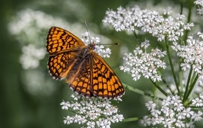 Коричневая бабочка сидит на белом полевом цветке