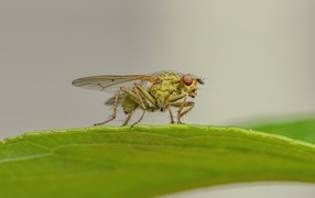 Зеленая муха сидит на листке