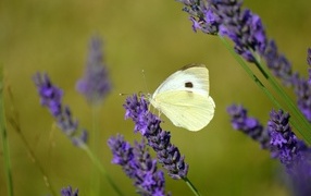 Белая бабочка сидит на цветке лаванды