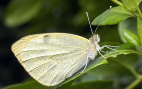 Белая бабочка сидит на зеленом листе