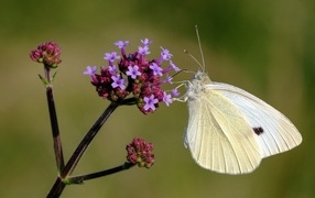 Белая бабочка капустница на цветке