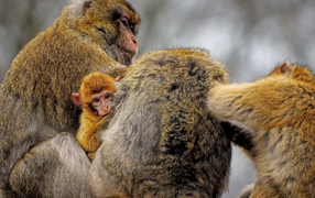 Magoth macaque family