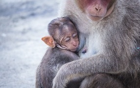 Monkey hugging a baby
