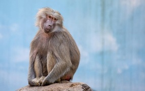 Грустная обезьяна сидит на камне в зоопарке