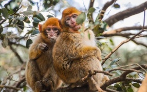 Two monkeys are sitting on a tree branch
