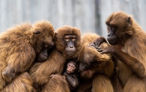 Warm relationship of the monkey family