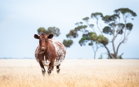 Большая коричневая корова на поле