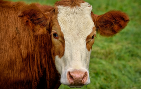 Big brown cow with a white muzzle
