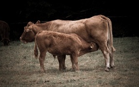 Big brown cow with calf