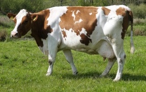 Большая белая корова с коричневыми пятнами