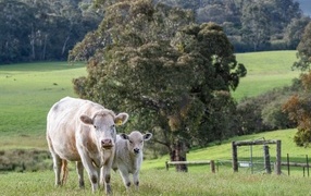Домашняя корова с теленком пасутся на зеленой траве