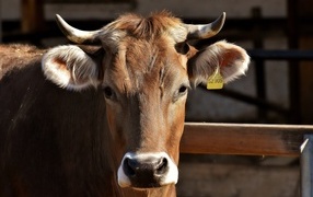 Домашняя корова с меткой в ухе 