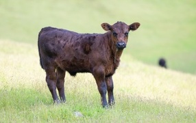 Little brown calf on the field