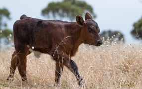 Маленький коричневый теленок на траве