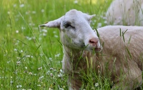 Sheep lies on green grass