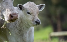 White calf with cow