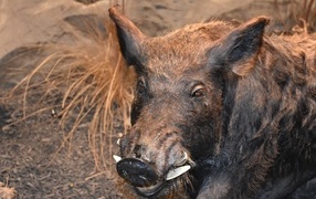 Big wild boar close up