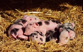 Little piglets sleep on the straw at the farm