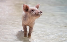 Little pink pig walks on water
