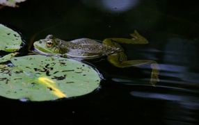 A frog swims in a pond with green leaves