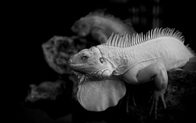 Black and white photo of an iguana