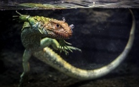 Caiman lizard swims in the water