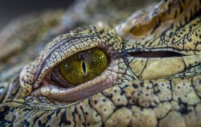 Green alligator eye