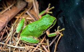 Green frog sits on the grass