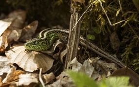 Зеленая песчаная ящерица в листве 