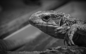 Monitor lizard black and white photo