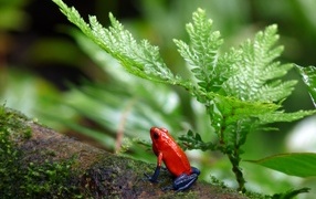 Red frog with blue legs