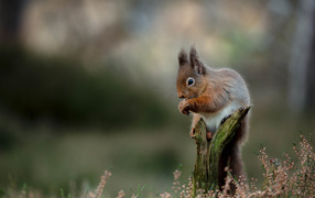 A small red squirrel sits on a dry snag