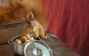 Red squirrel on the table with nuts