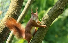 Red squirrel with fluffy tail hanging on a tree
