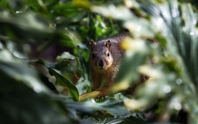 Squirrel hiding in green leaves