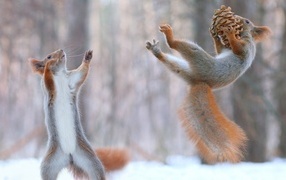 Two red squirrels play with a pine cone in the snow
