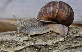 A large snail crawls up a tree
