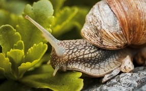 Big snail eats green leaves
