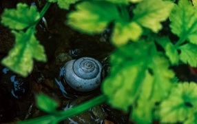 Garden snail shell on wet ground