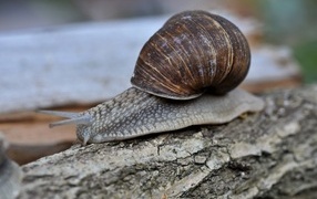 Large garden snail on a tree