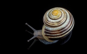 Large snail on a black background