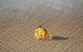 Маленький желтый краб на песке