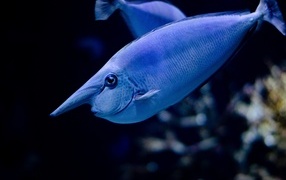 Большая синяя морская рыба