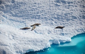 Fur seals on the snow-covered Antarctic coast