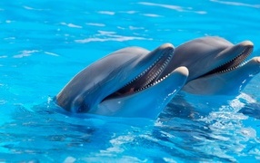 Два дельфина плавают в бассейне